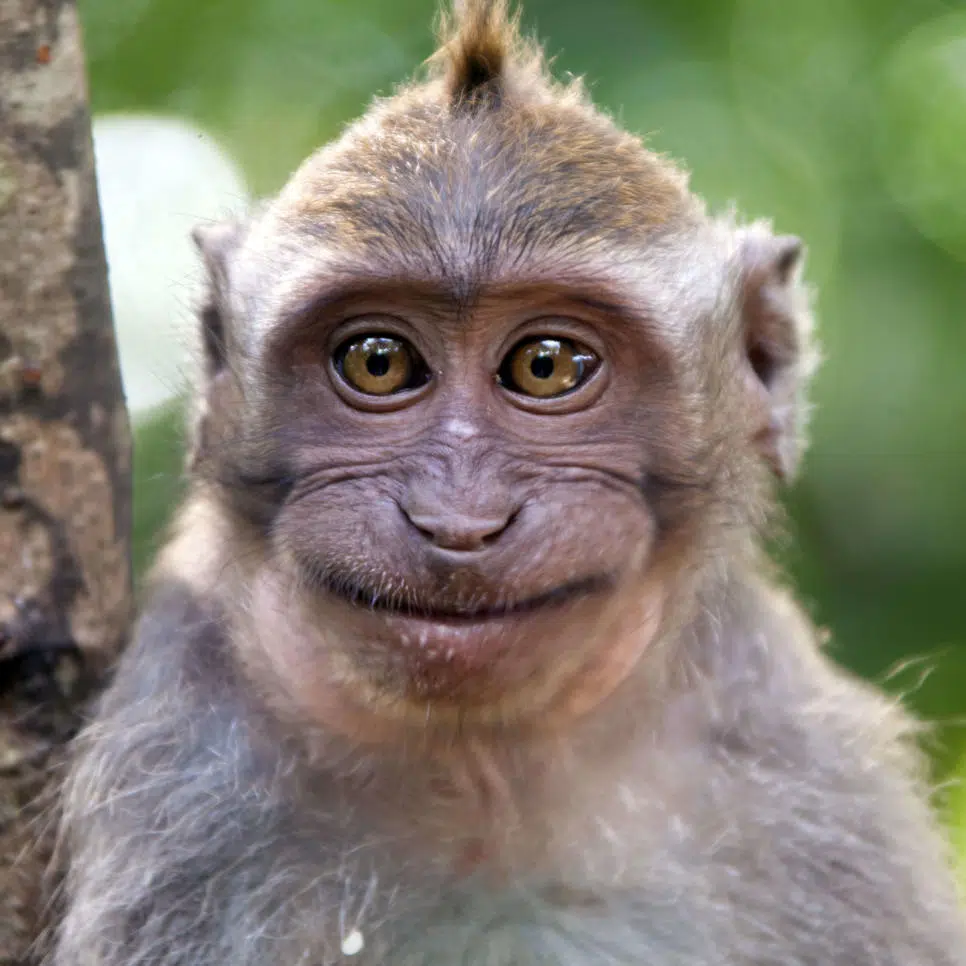 monkey-smiling-2